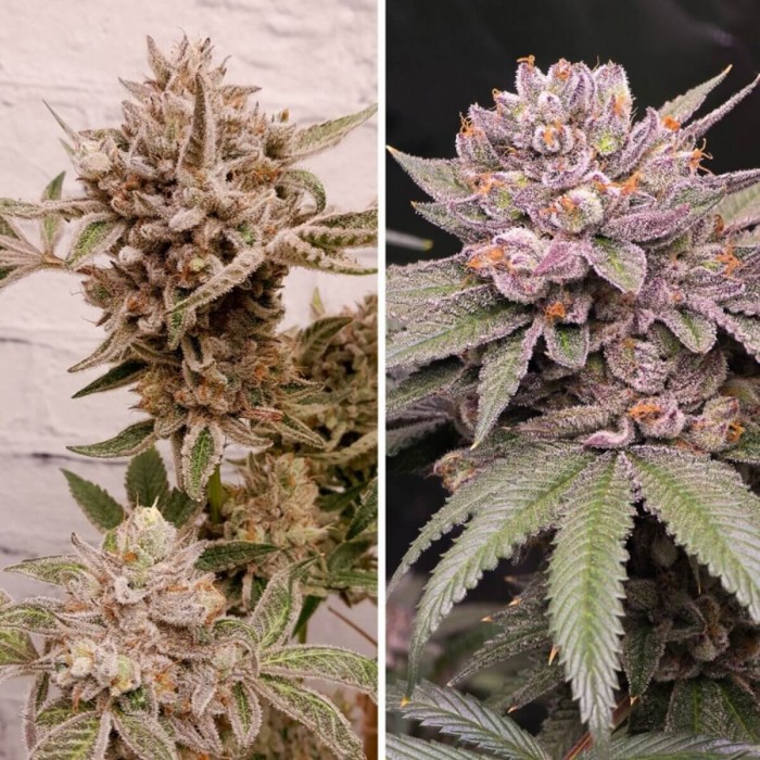 Semillas de marihuana feminizadas Slush Mint Cake de Dutch Passion, cogollos compactos.