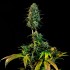 Semillas de marihuana feminizadas The Moby Dick Narcotik Seeds.