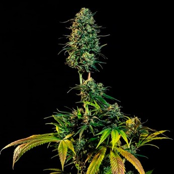 Semillas de marihuana feminizadas The Moby Dick Narcotik Seeds.