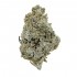 Cogollos CBD OG Kush de interior hidropónico.