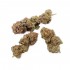 Flores CBD Critical + de interior hidropónico, cogollos.