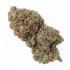 Cogollos CBD Critical + de interior hidropónico.