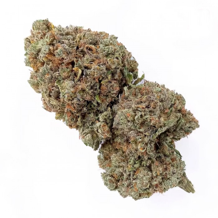 Cogollos CBD Critical + de interior hidropónico.