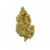 Cogollos CBD Lemon de interior hidropónico.
