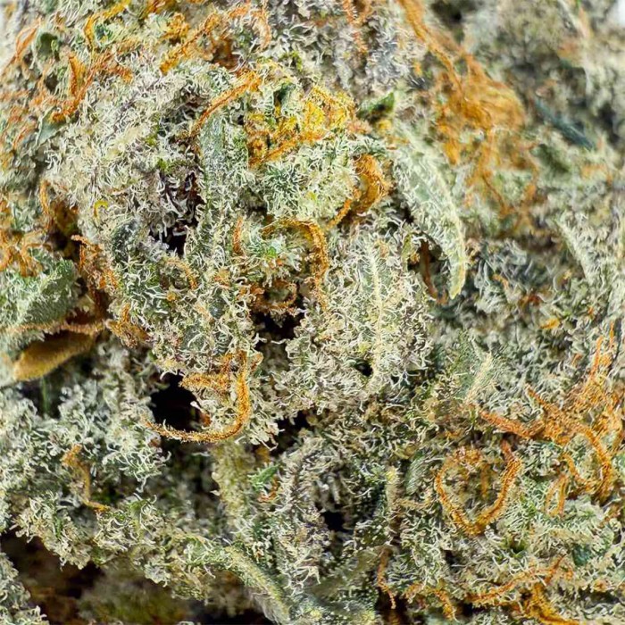 Flores CBD Gelato Cream de interior hidropónico Californianas, resina.