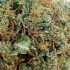 Flores CBD Skywalker OG de interior hidropónico Californianas, resina.