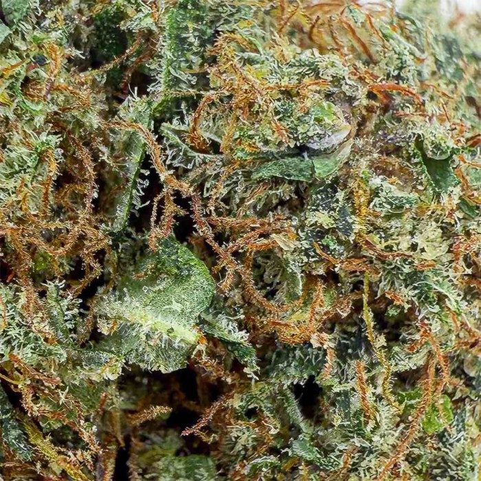 Flores CBD Skywalker OG de interior hidropónico Californianas, resina.