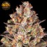 Semillas de marihuana feminizadas Hindu Kush de Barney's Farm Seeds, cogollo.