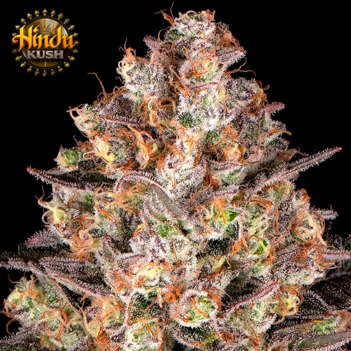 Semillas de marihuana feminizadas Hindu Kush de Barney's Farm Seeds, cogollo.