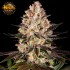HINDU KUSH (Barney's Farm Seeds)