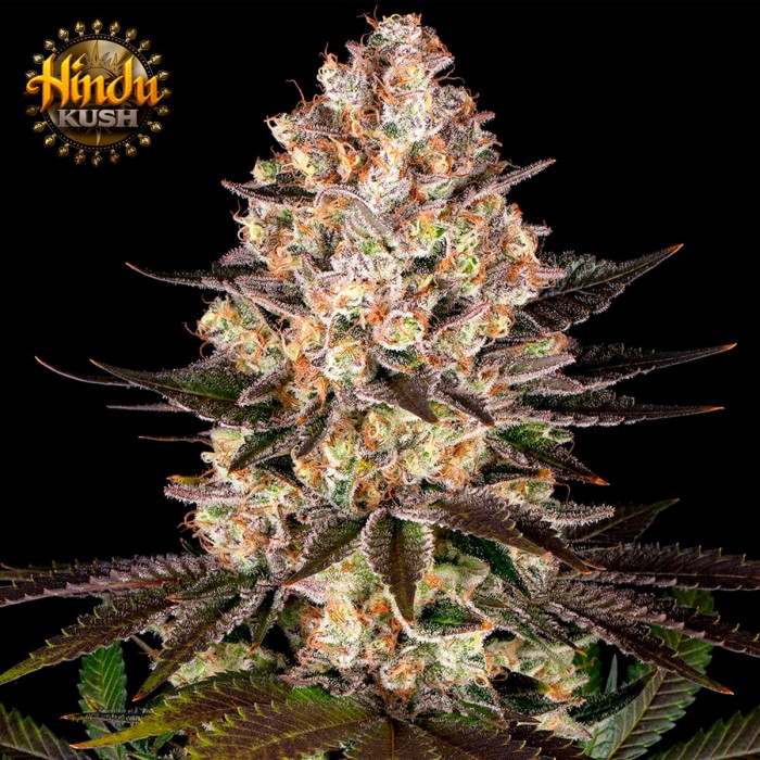 Semillas de marihuana feminizadas Hindu Kush de Barney's Farm Seeds.