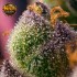 Semillas de marihuana feminizadas Hindu Kush de Barney's Farm Seeds, resina.