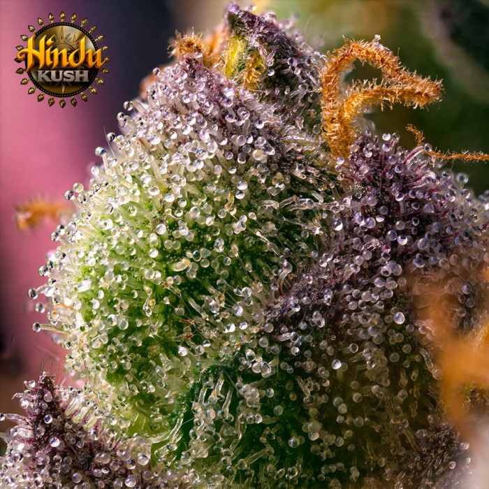 Semillas de marihuana feminizadas Hindu Kush de Barney's Farm Seeds, resina.
