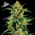 SKUNK 1 (Barney's Farm Seeds)