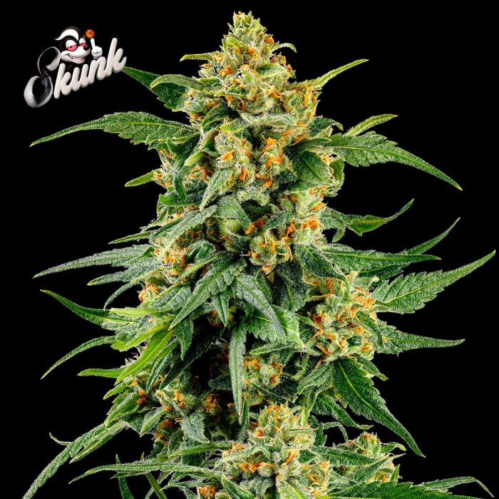 Semillas de marihuana feminizadas Skunk #1 de Barney's Farm Seeds.