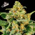 Semillas de marihuana feminizadas Skunk #1 de Barney's Farm Seeds, cogollo.