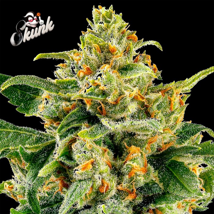Semillas de marihuana feminizadas Skunk #1 de Barney's Farm Seeds, cogollo.