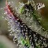 Semillas de marihuana feminizadas Skunk #1 de Barney's Farm Seeds, resina.