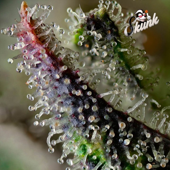 Semillas de marihuana feminizadas Skunk #1 de Barney's Farm Seeds, resina.