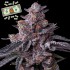 Semillas de marihuana feminizadas Zillions de Barney's Farm Seeds.