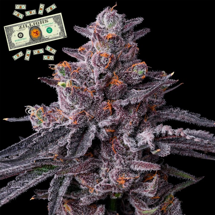 Semillas de marihuana feminizadas Zillions de Barney's Farm Seeds.