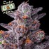 Semillas de marihuana feminizadas Zillions de Barney's Farm Seeds, resina.
