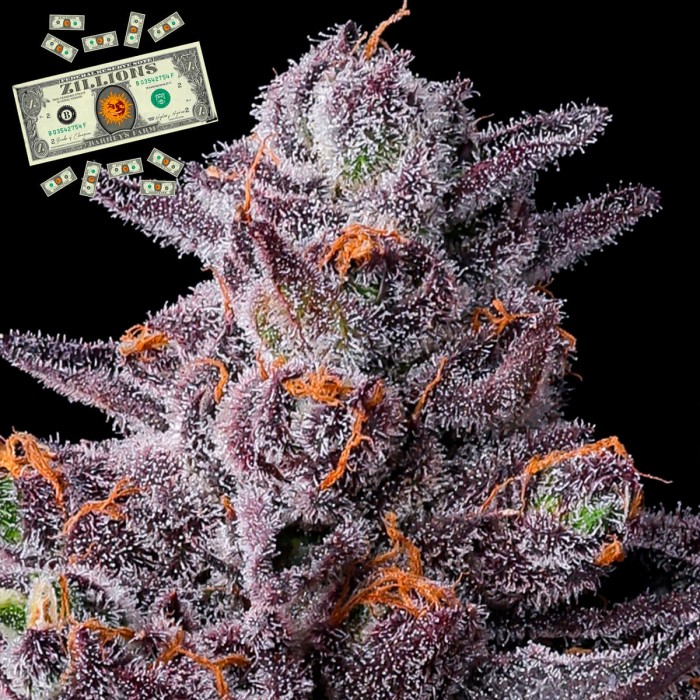 Semillas de marihuana feminizadas Zillions de Barney's Farm Seeds, resina.