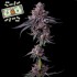 Semillas de marihuana feminizadas Zillions de Barney's Farm Seeds, planta.