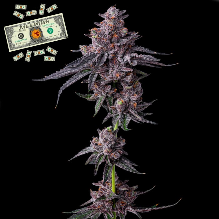 Semillas de marihuana feminizadas Zillions de Barney's Farm Seeds, planta.