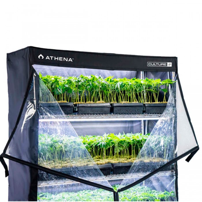 Armario de cultivo VP Dome de Athena, abierto con esquejes.