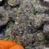 Flores CBD Purple Berry FP, cogollos morados de CBD.
