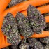 Flores CBD Purple Berry FP 3g, puntas grandes.