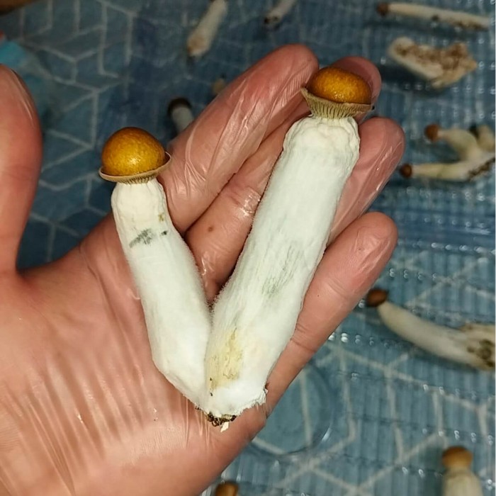 Setas Penis Envi en pan de cultivo.
