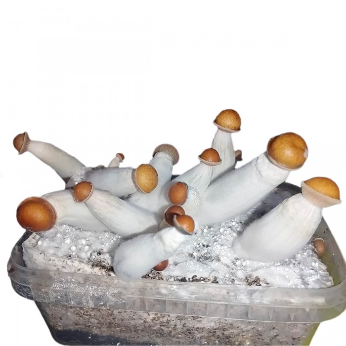 pan de setas Penis Envi cultivo.