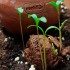 Bombas de Semillas aromáticas Meliflor de perejil-cilantro y romero, germinadas.