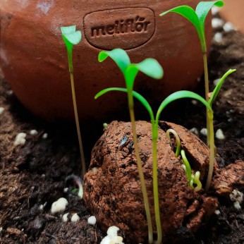 Bombas de Semillas aromáticas Meliflor de perejil-cilantro y romero, germinadas.