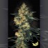 ACID (Paradise Seeds)