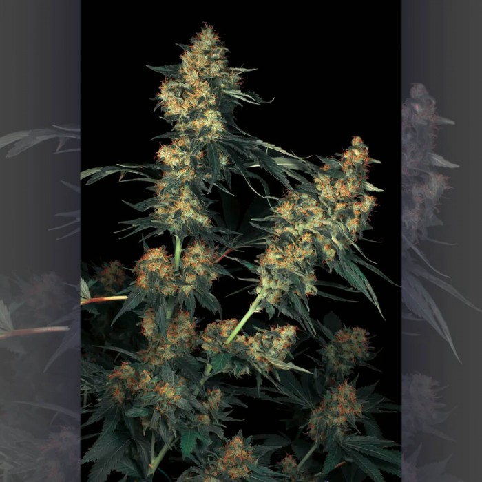 Semillas de Marihuana Acid (Paradise Seeds) Feminizadas, puntas principales.