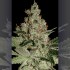 Semillas de Marihuana Acid (Paradise Seeds) Feminizadas, cogollo resinoso.