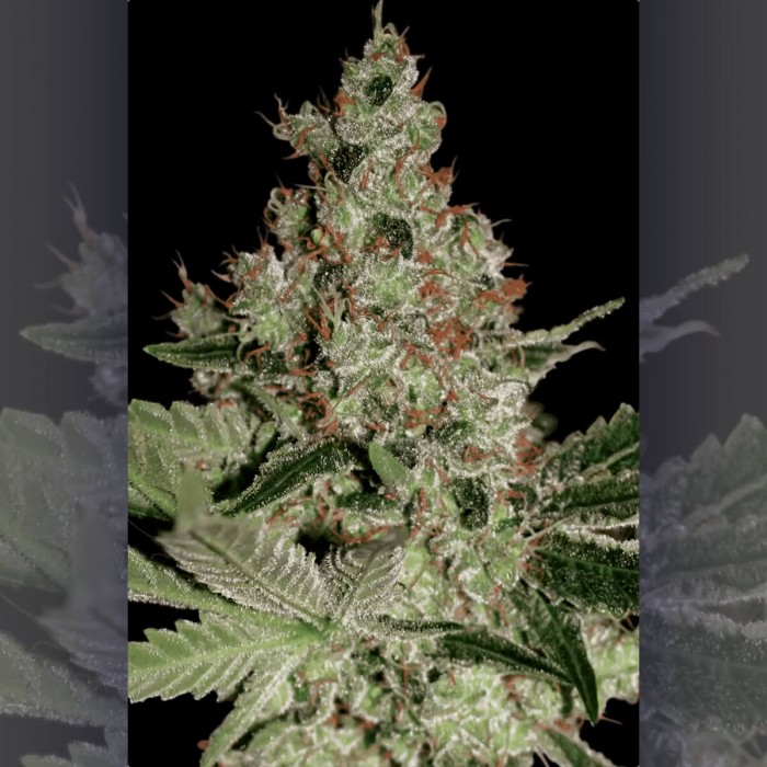 Semillas de Marihuana Acid (Paradise Seeds) Feminizadas, cogollo resinoso.
