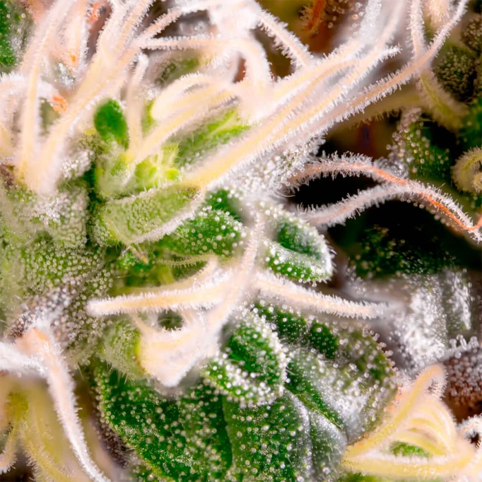 Semillas de Marihuana Acid (Paradise Seeds) Feminizadas, resina.