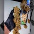 Calamity Jane Autofloreciente de Buddha Seeds - Semillas de marihuana feminizadas, punta principal
