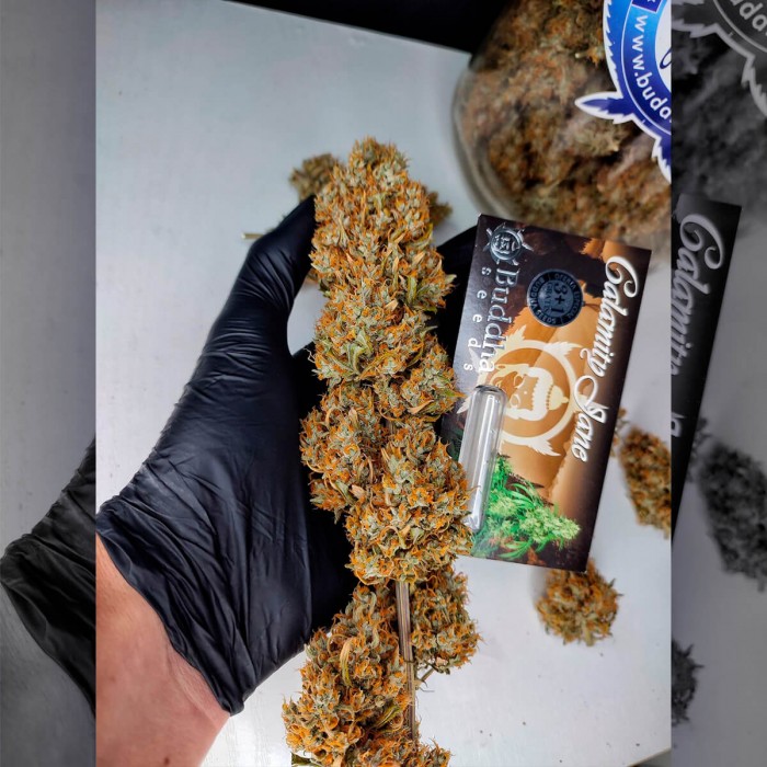 Calamity Jane Autofloreciente de Buddha Seeds - Semillas de marihuana feminizadas, punta principal
