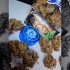Calamity Jane Autofloreciente de Buddha Seeds - Semillas de marihuana feminizadas, cogollos secos.