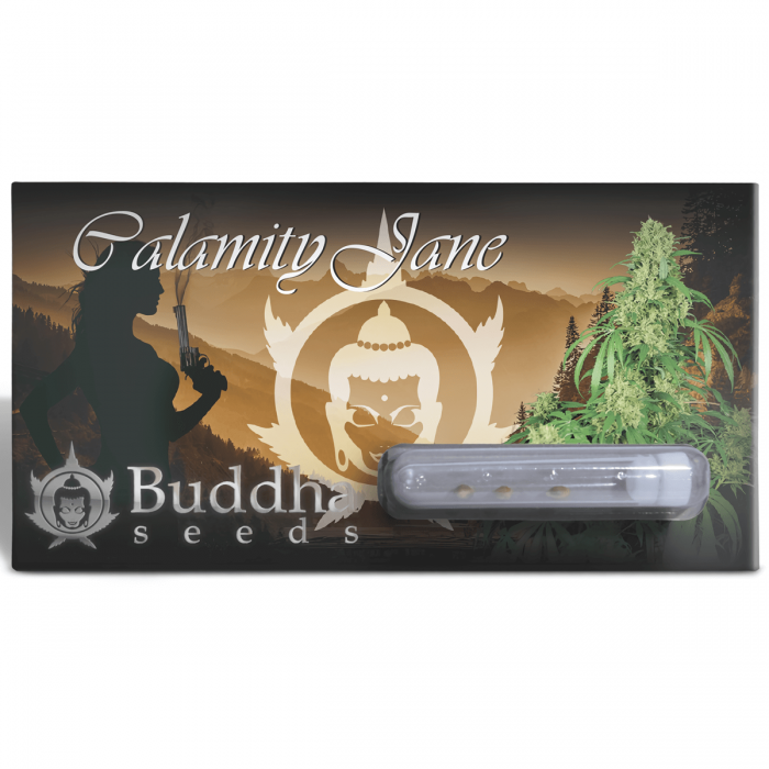 Calamity Jane Auto de Buddha Seeds - Semillas de marihuana feminizadas, blister.