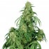 Calamity Jane Autofloreciente de Buddha Seeds - Semillas de marihuana feminizadas