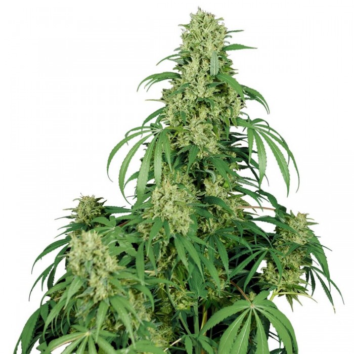 Calamity Jane Autofloreciente de Buddha Seeds - Semillas de marihuana feminizadas