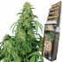 Auto Calamity Jane  de Buddha Seeds - Semillas de marihuana feminizadas