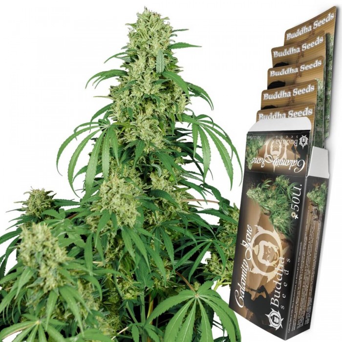 Auto Calamity Jane  de Buddha Seeds - Semillas de marihuana feminizadas