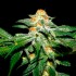 Nepal Kush de Narcotik Seeds. Semillas de marihuana feminizadas